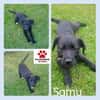 Welpe Samu sucht ein Zuhause