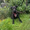 Welpe Samu sucht ein Zuhause