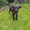 Welpe Samu sucht ein Zuhause