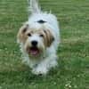 Theo - unsicherer Terrier-Mix