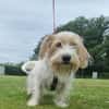 Theo - unsicherer Terrier-Mix