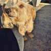 Coco sucht Familie