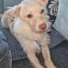 Kleiner Pache sucht Familie