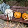 Kleiner Pache sucht Familie