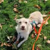 Kleiner Pache sucht Familie