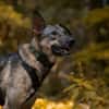 clevere Frida sucht dringend PS/ES