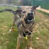 clevere Frida sucht dringend PS/ES