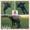 Welpe Nisha sucht ein Zuhause
