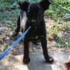 Welpe Nisha sucht ein Zuhause