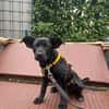 Welpe Nisha sucht ein Zuhause