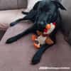 RONY besondere Adoption!