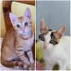 Annabelle & Willow suchen DICH!