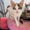 Annabelle & Willow suchen DICH!