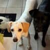 Zarte♥ Bella ♥wartet in 64711 Erbach/Od.