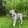Schäferhundmix Cleo