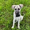 Schäferhundmix Cleo