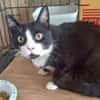 BONNY Tuxedo-Katze in Not