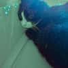 BONNY Tuxedo-Katze in Not