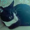 BONNY Tuxedo-Katze in Not