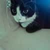 BONNY Tuxedo-Katze in Not