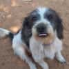 Kleine Wuscheline Lola sucht ein Zuhause