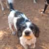 Kleine Wuscheline Lola sucht ein Zuhause