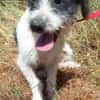 Kleine Wuscheline Lola sucht ein Zuhause