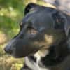 Ronin ist ein richtiger Gute-Laune-Hund!