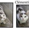 CLEMENTINE