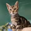 Karoo (En cours d'adoption)
