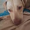 PHOENIX Croisée Labrador Femelle junior