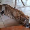 IKO, chiot mâle Berger Créole