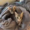 TITEBOUILLE & TITBOUT