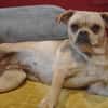Francine
