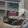 Freddy und Memphis