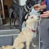 Turpi1 sucht ein Zuhause