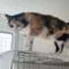 Tricolor Lady Lola sucht Einzelpalast