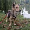 🐾❤ MICHEL auf PS in 04349 LEIPZIG