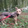 🐾❤ MICHEL auf PS in 04349 LEIPZIG