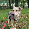 🐾❤ MICHEL auf PS in 04349 LEIPZIG