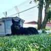 Mariechen sucht ein Zuhause