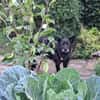 Mariechen sucht ein Zuhause