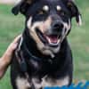Axel - sanfter Familienhund