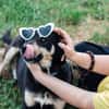 Axel - sanfter Familienhund