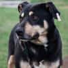 Axel - sanfter Familienhund
