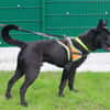 BALOU