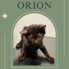 Orion