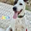 JACK