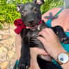 Rose, femelle croisée créole, née le 25/06/2025 🐶