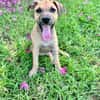 Oris, femelle croisée berger, née le 14/07/2025 🐶